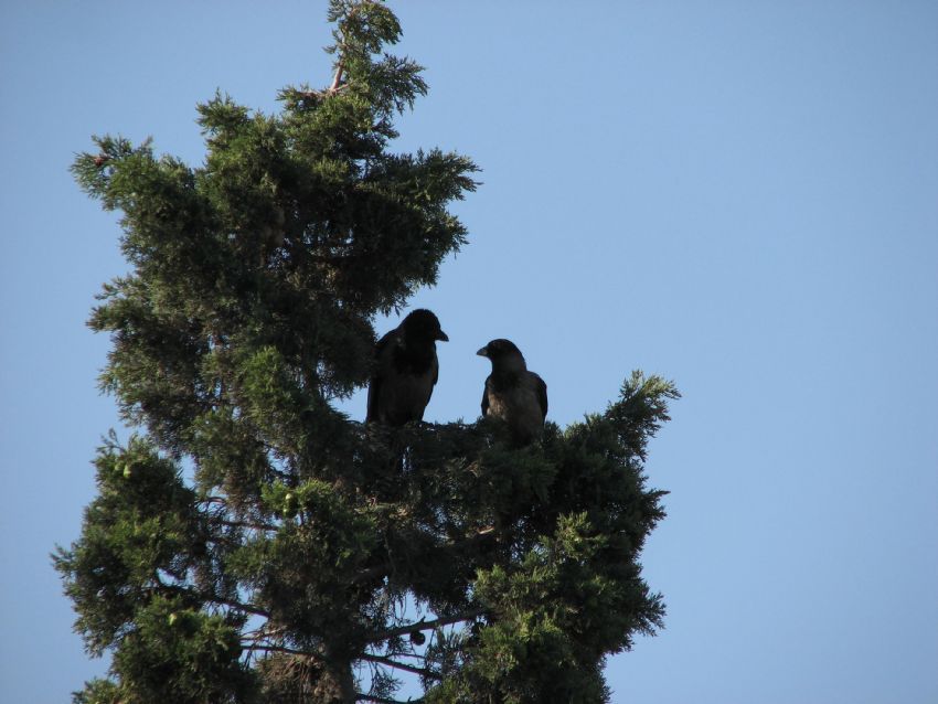 MUTLU B�R ��FT