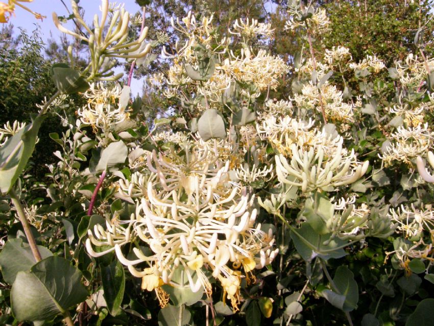 allardaki ilgin gzellik