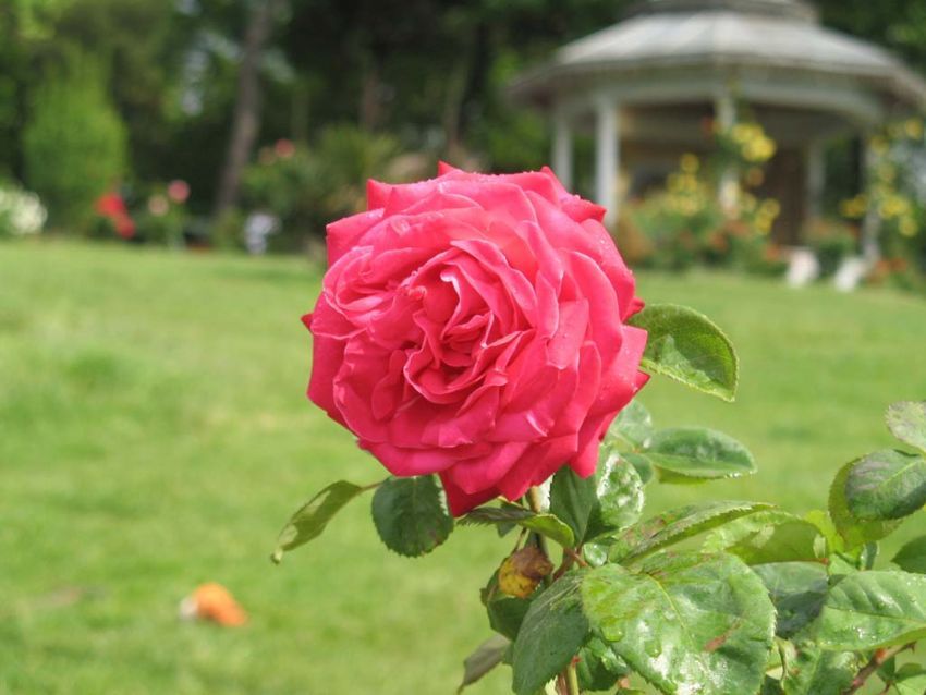 �aml�cada bir g�l