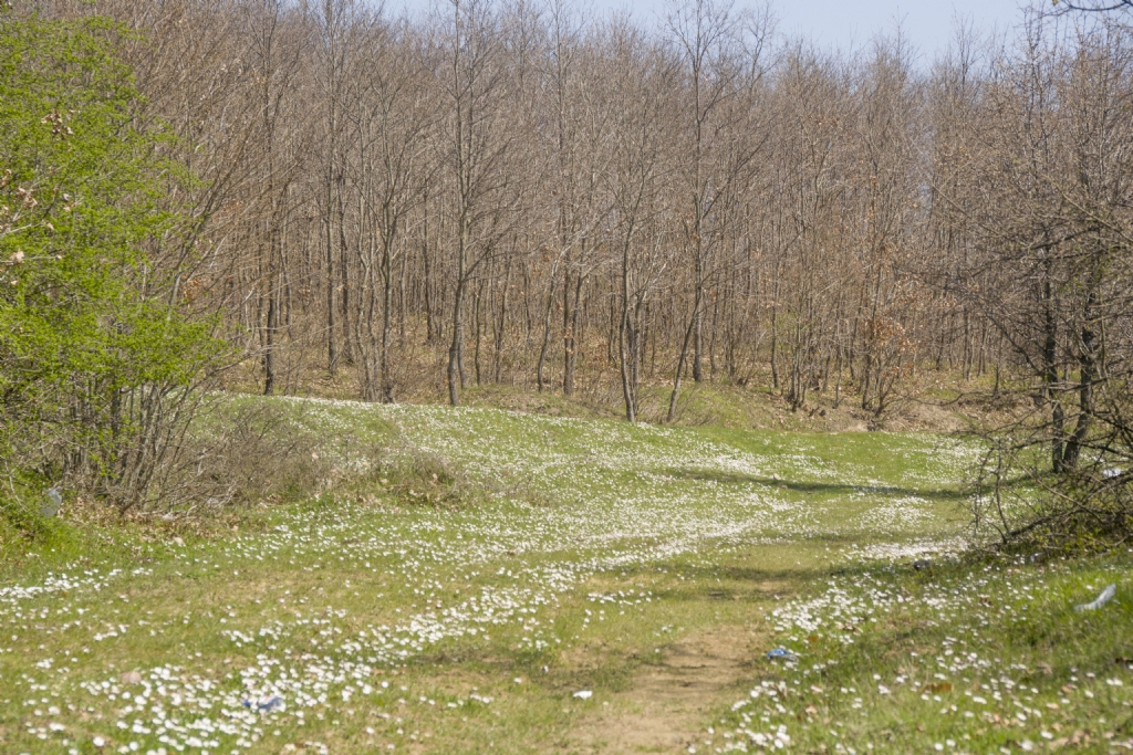 Sefaaln ormanndan bir kesit