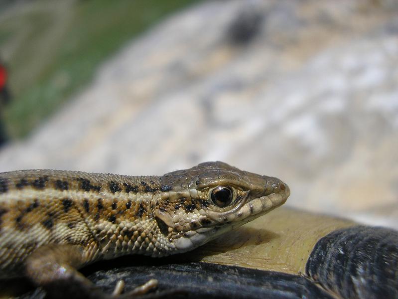 Podarcis muralis (duvar kertenkelesi)