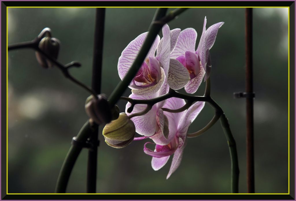 Orkide03