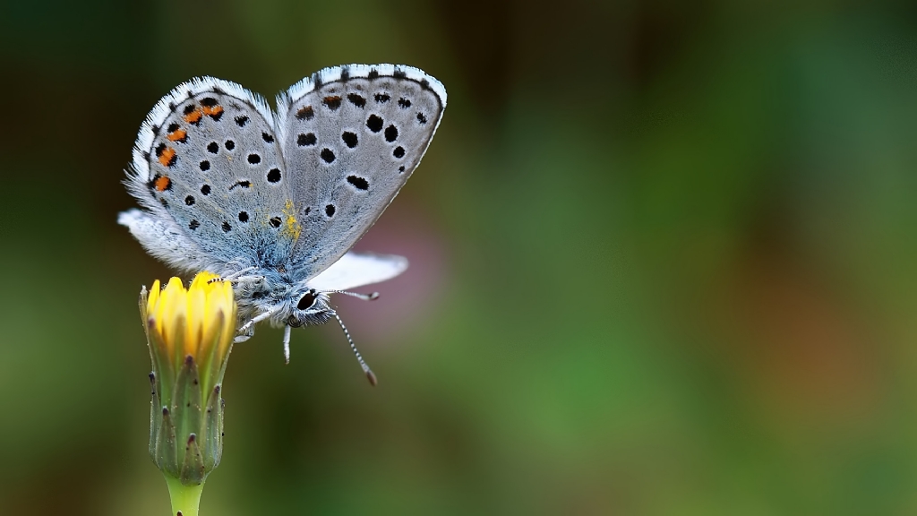 Himalaya mavisi