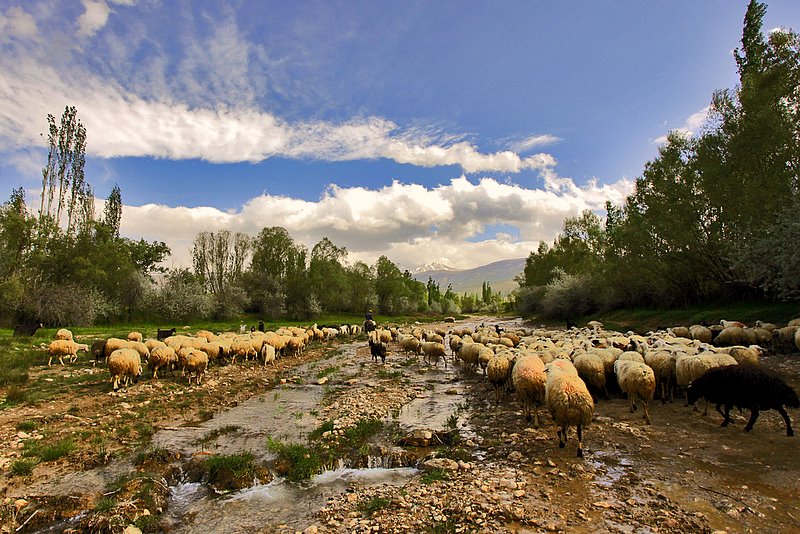 Dere Boyu Kavaklar...