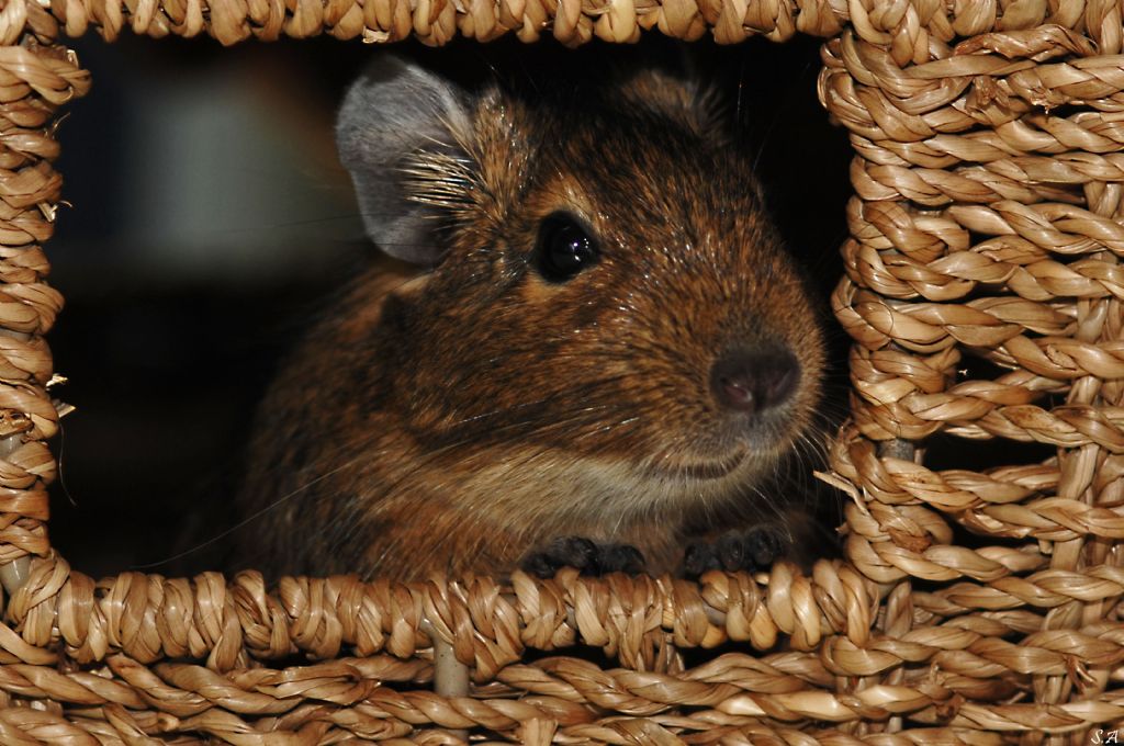 Snoepy (Degu-Octodon)