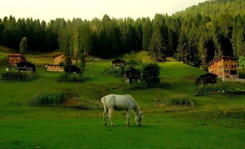 ayder de.