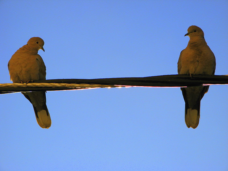 KIZ KUMRU! BENLE IKAR MISIN???