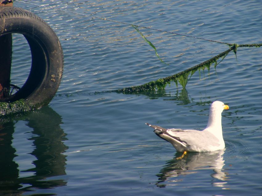 �zg�rl���n tad�n� ��karan mart�............