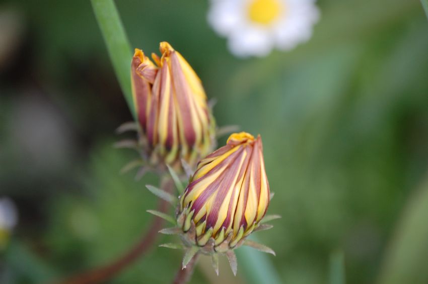 Anne �i�e�i...