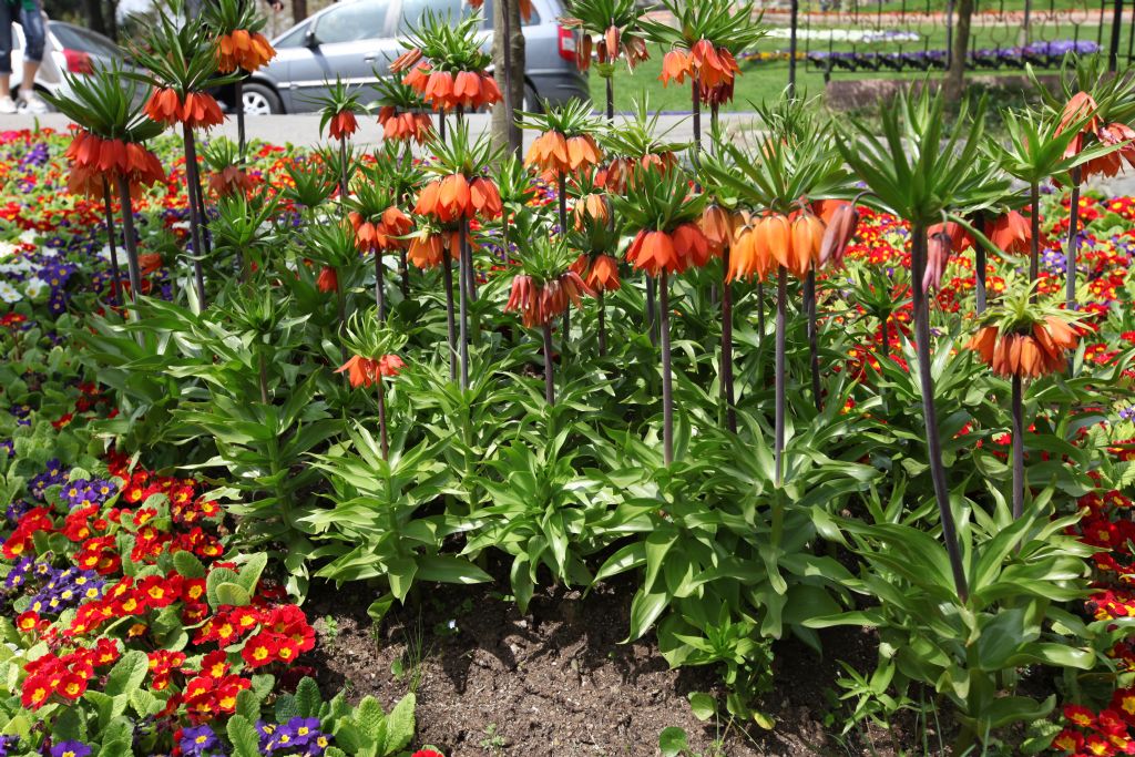 EM�RGAN TERS LALELER