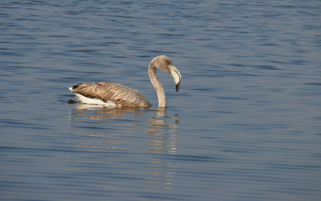 Gen Flamingo