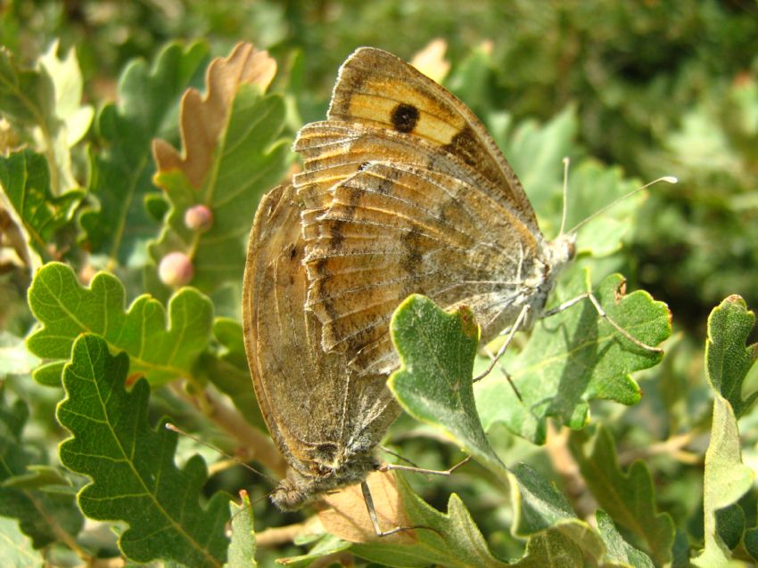 a�kla gelen mutluluk