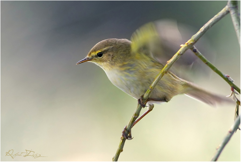 S���t B�lb�l�