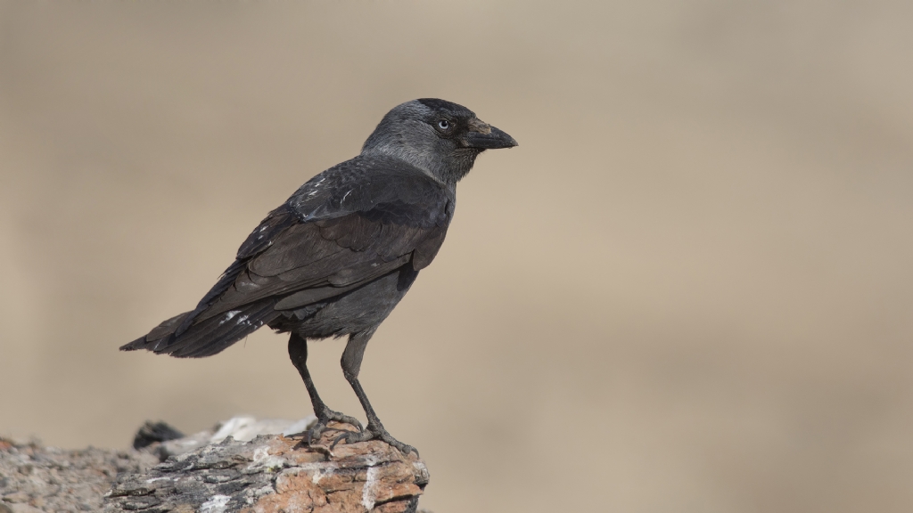 Kk karga  Coloeus monedula  Western Jackdaw