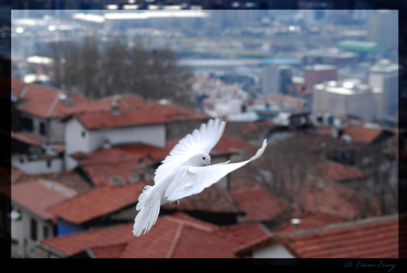 Kanatlar�n alt�nda Ankara