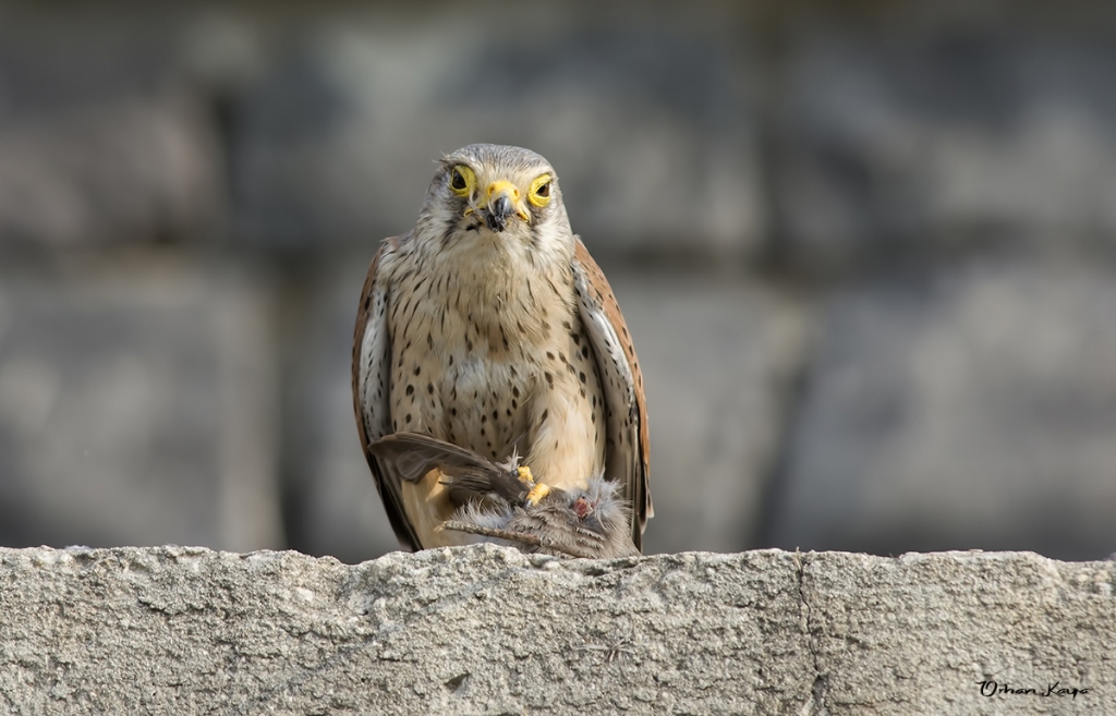  Kerkenez  Falco tinnunculus  Common kestrel