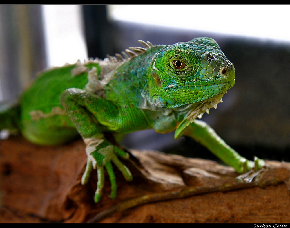 Bay iguana...2