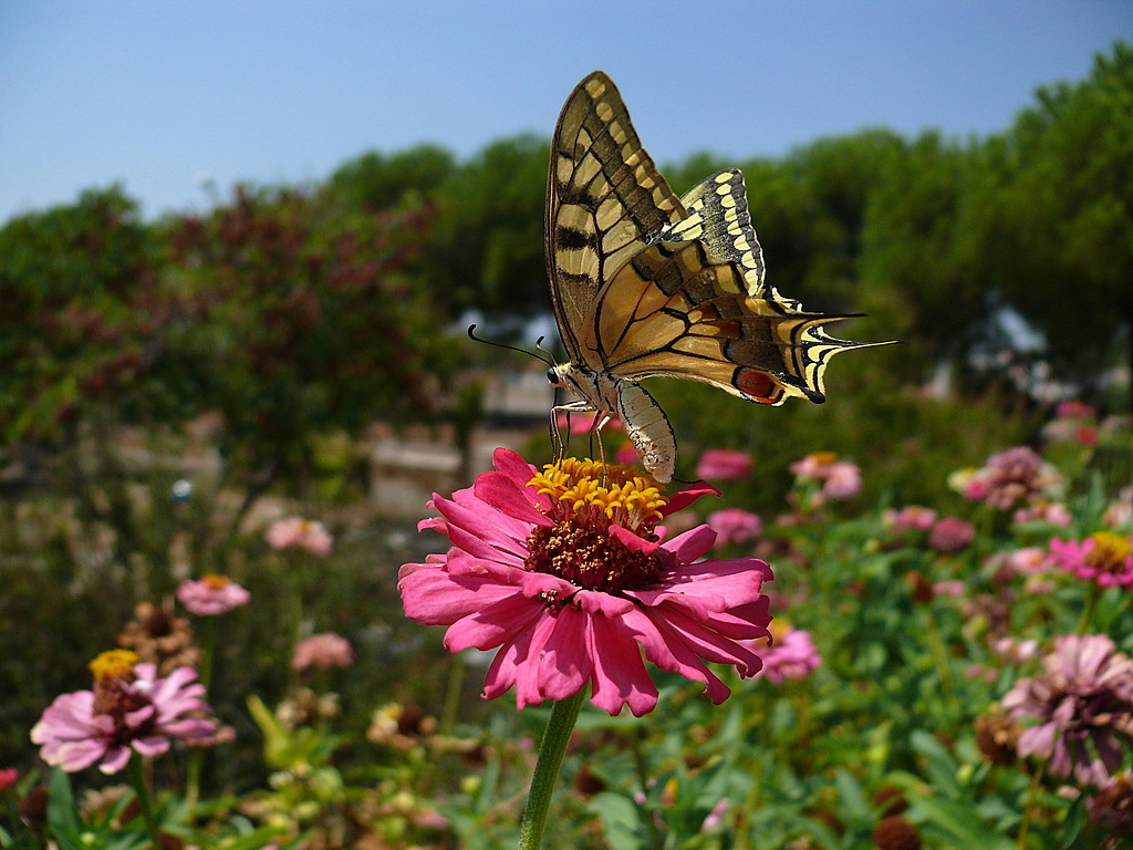 K�rlang��kuyruk