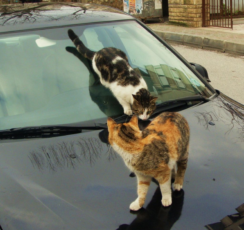 YAKIN MARKAJ-AHKA NER