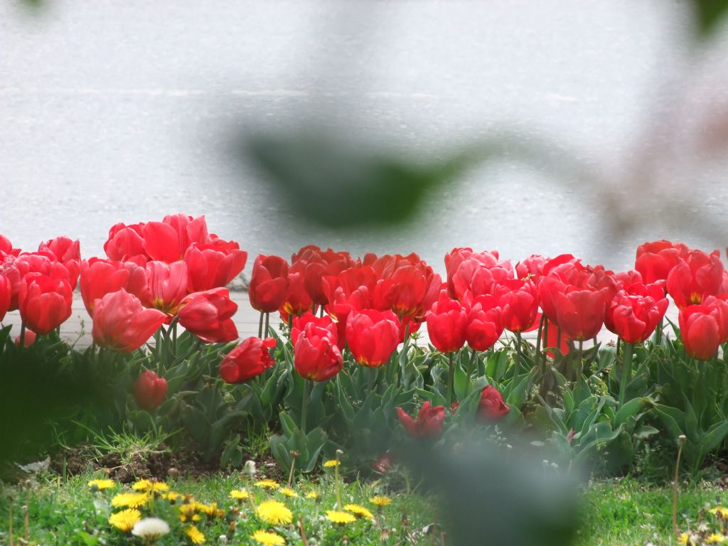 stanbulda Lale Zaman