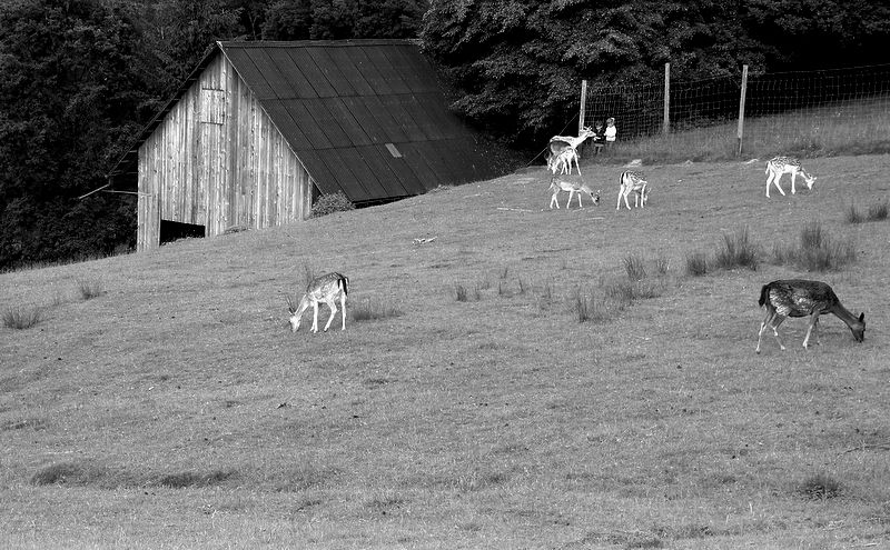 siyah beyaz ceylanlar