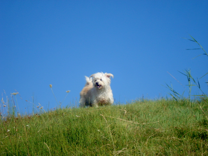 mutlu p�t�rc�k