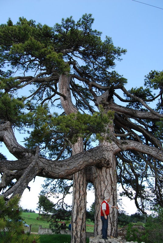 Kollar�na Al beni!