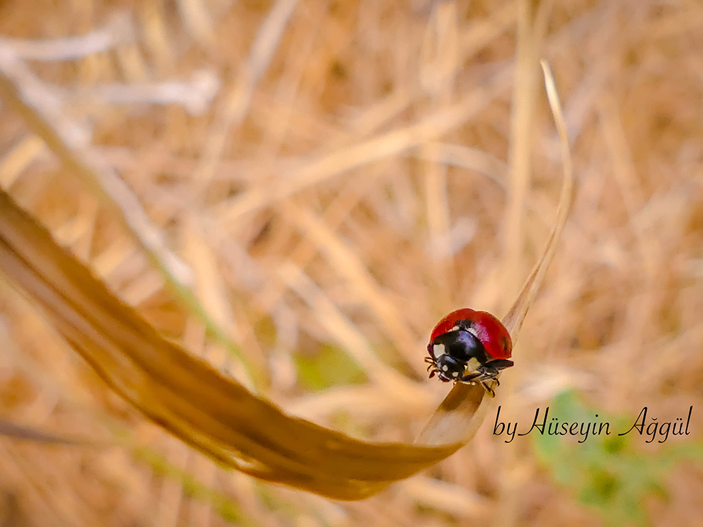 Uzun ince bir yolda...