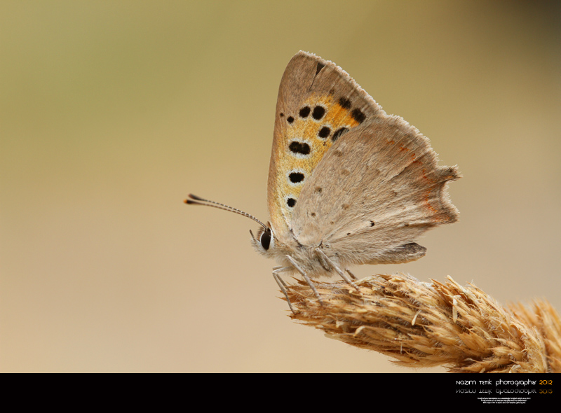 ... ::: Benekli Bakr Gzeli ::: ... 