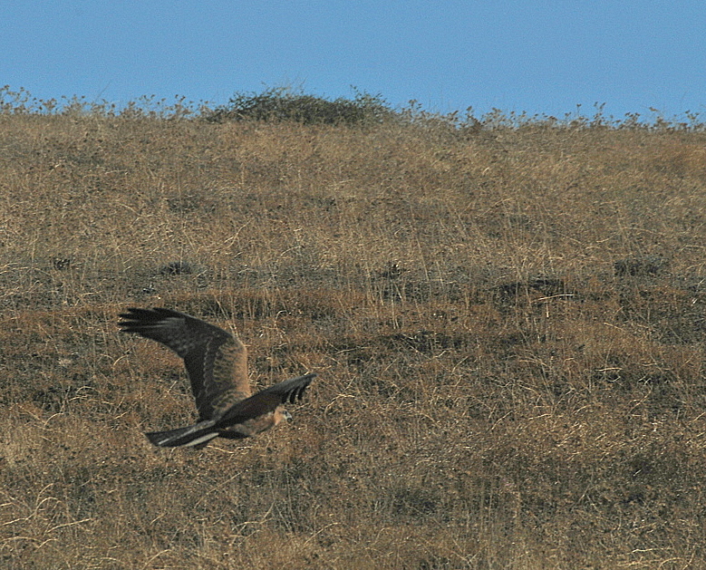 Kartal