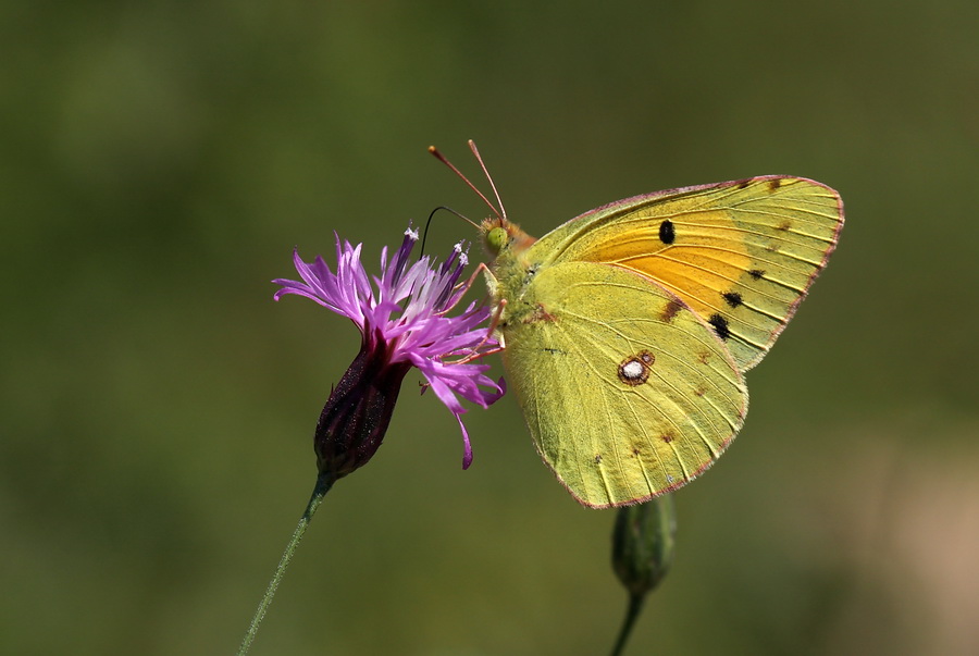 Sar azamet(Clouded Yellow)