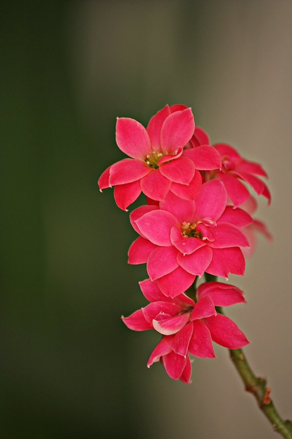 krmzmtrak(calanchoe)