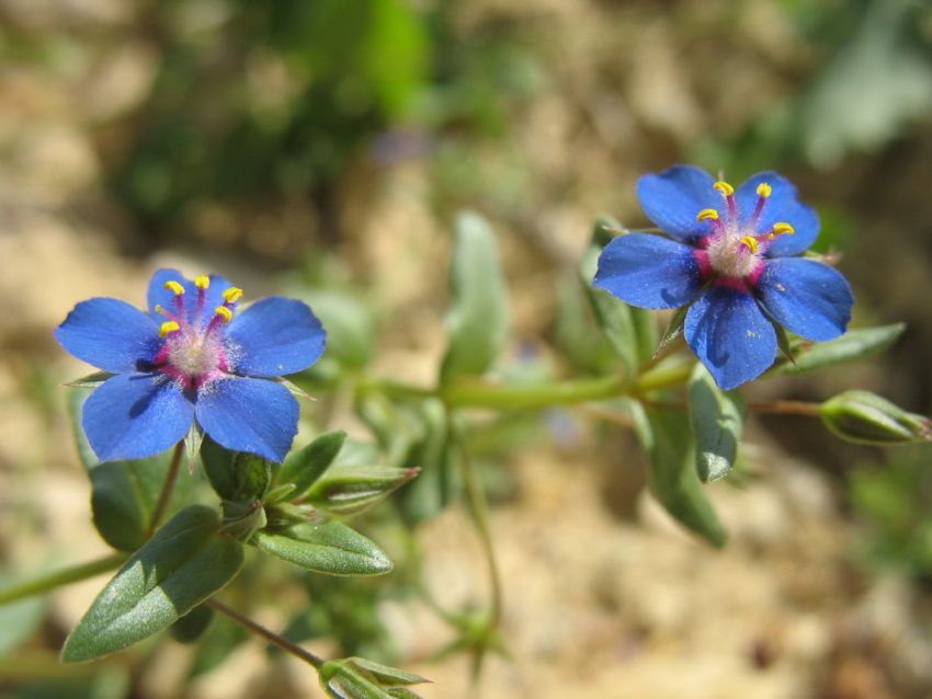 Fare Kula & Anagallis Arvensis