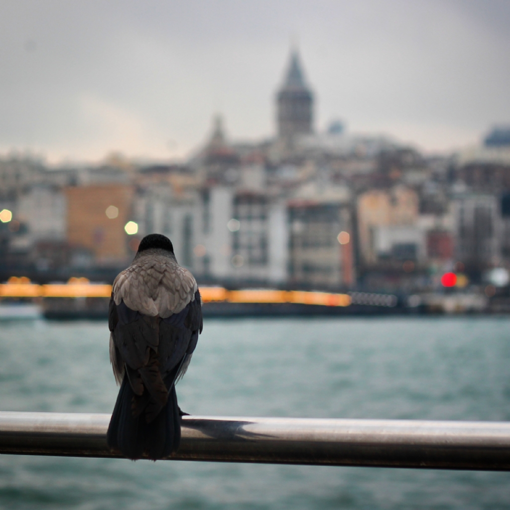 ehr-i stanbul'u Seyretmek..