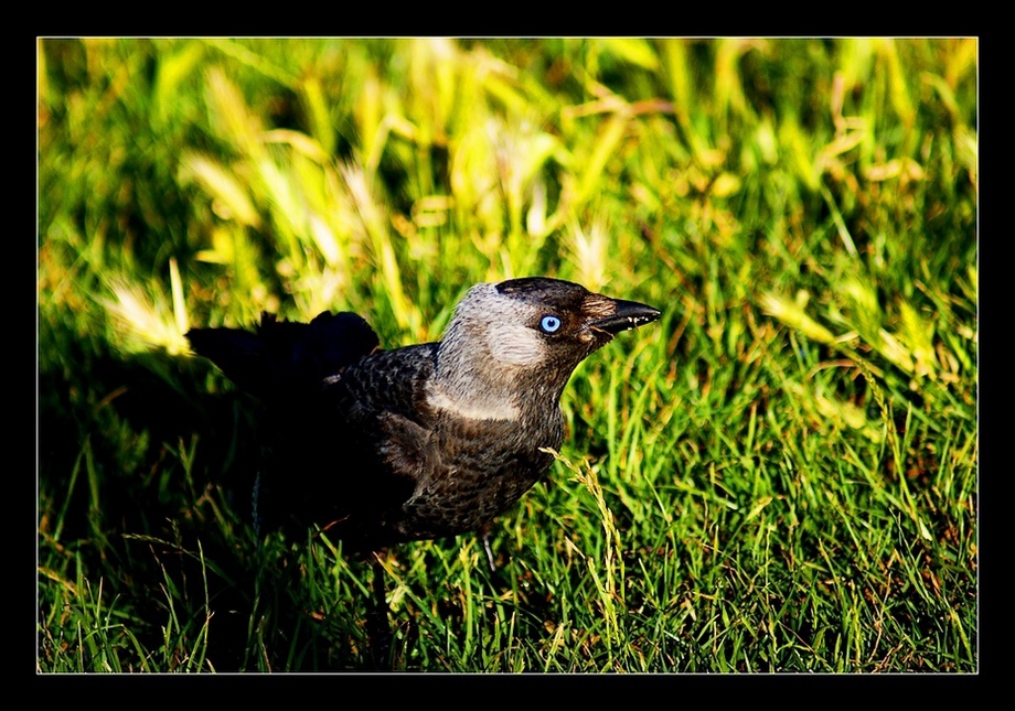 G�z g�ze gelmek ..