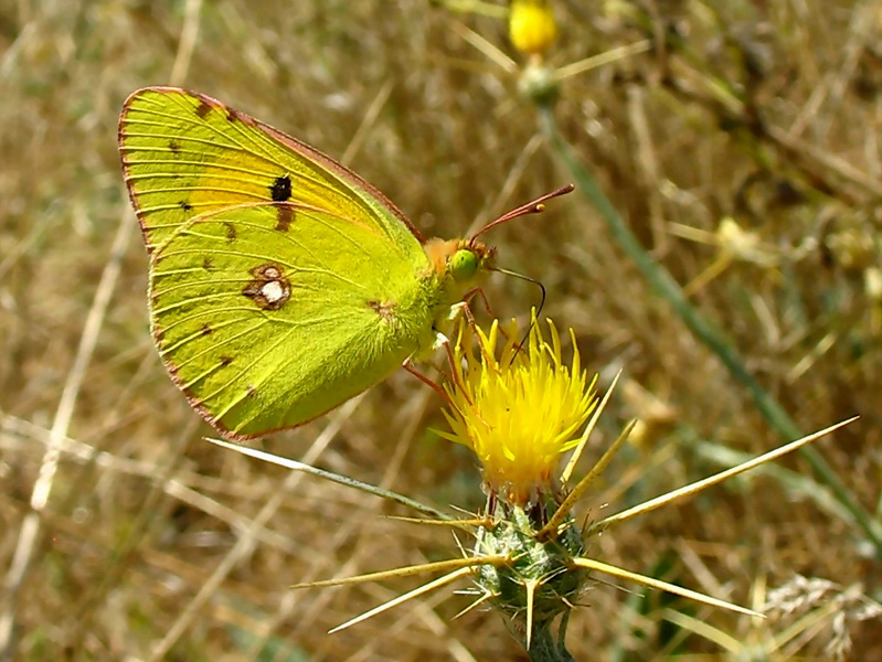 18 - Sar Azamet (Colias Croceus)