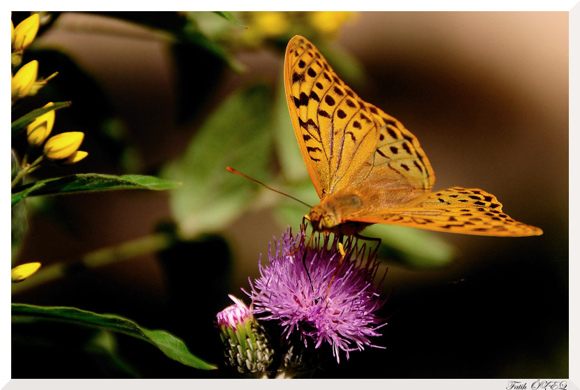Bahadır-Argynnis Pandora