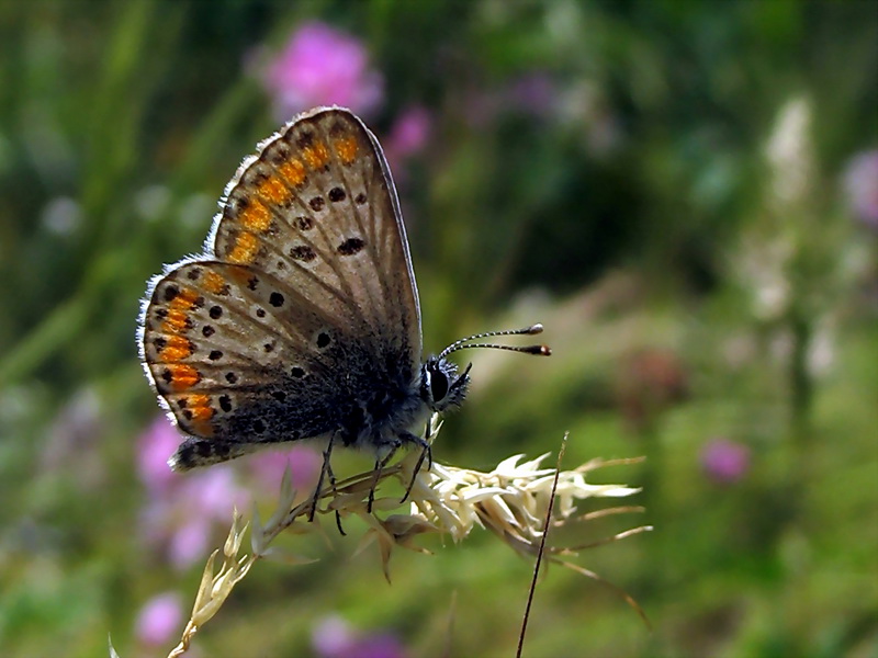 24 - okgzl Esmer (Polyommatus Agestis)