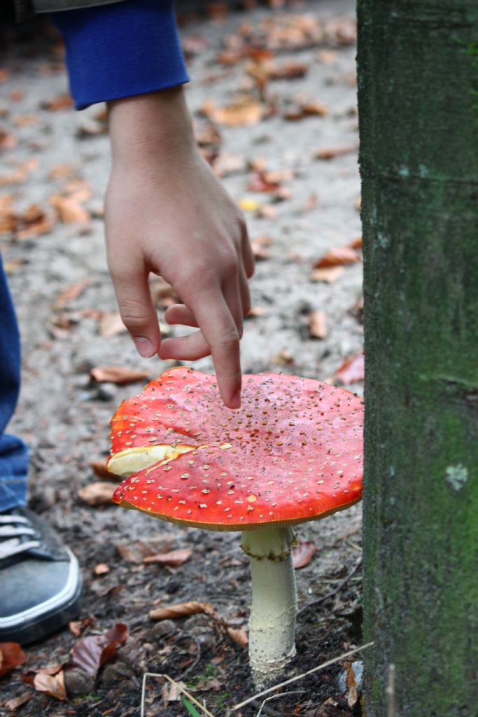 sinek mantari  Amanita muscaria