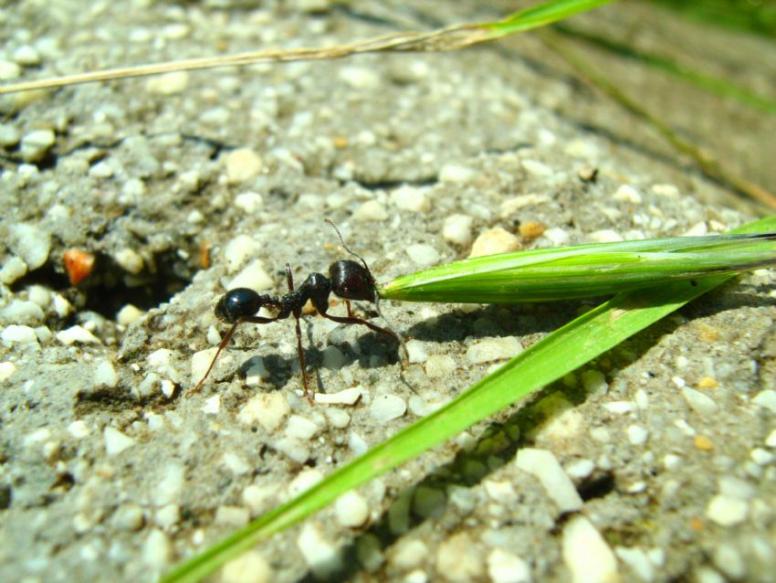 �al��kan kar�nca