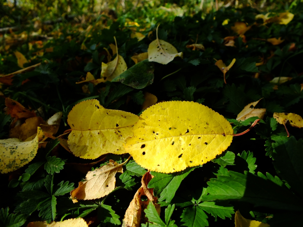 Sonbahar�n Renkleri