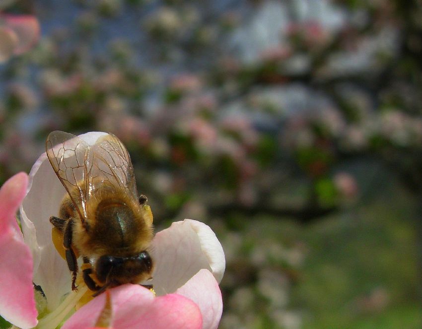 n plan makro, arka plan bahar...