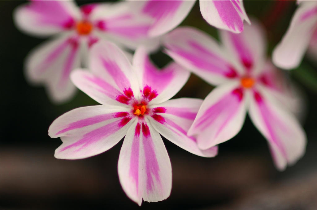 Phlox Candy Stripes