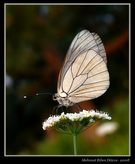 Al - Aporia Crataegi