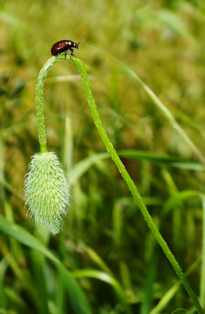 leri gitsem, geri gitsem ne farkeder !!!