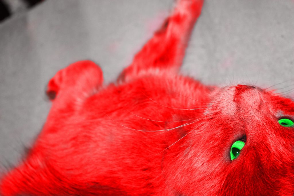 red cat