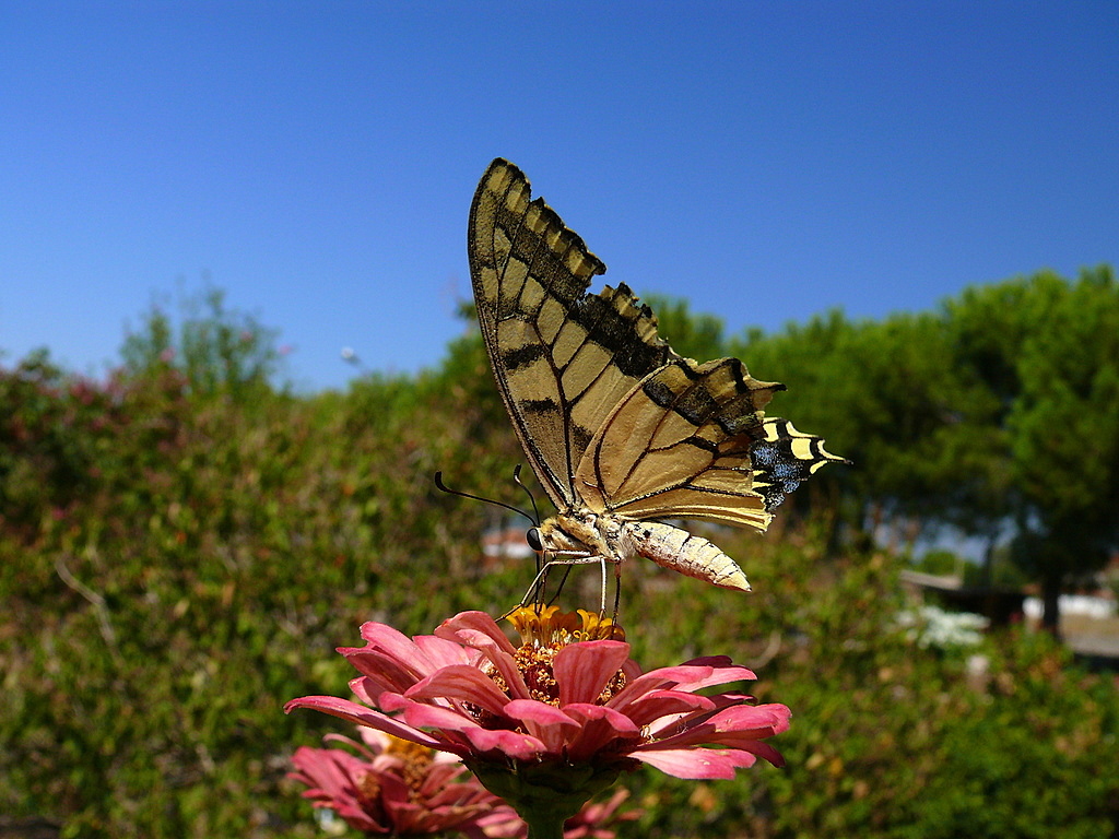 K�rlang��kuyruk