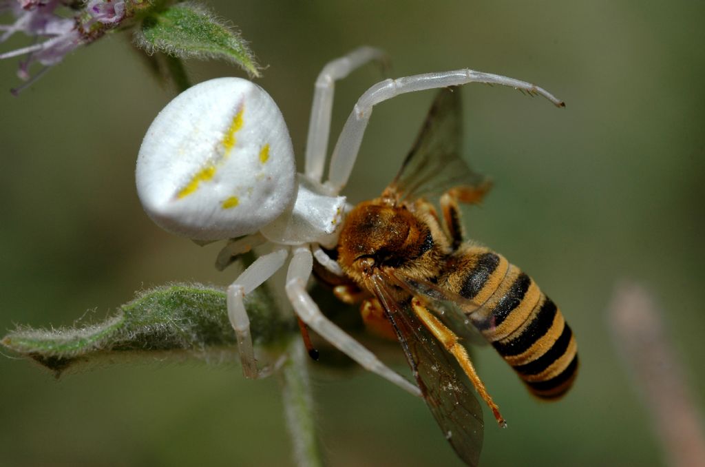 Yenge� �r�mce�i ve Av�