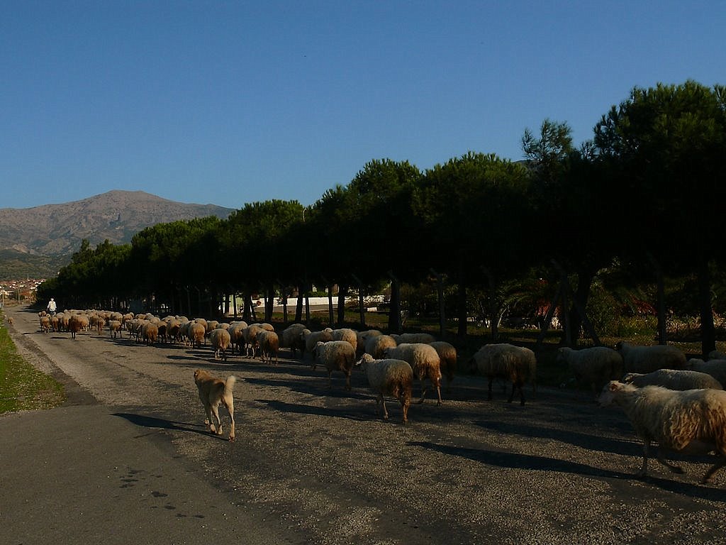 Kutlu Bayram