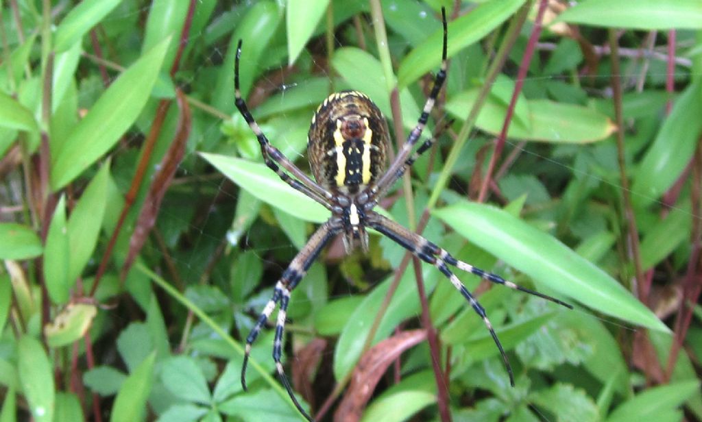 Argiope Pulchella